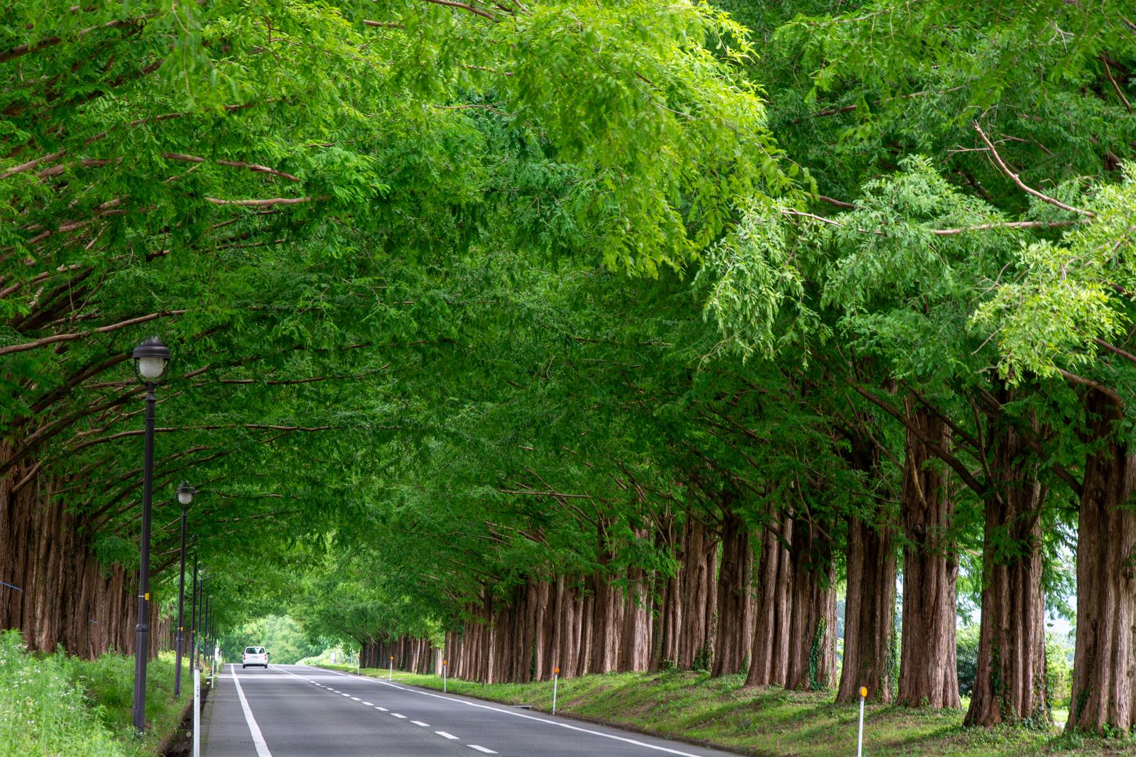 2. 植栽で彩る木の家
